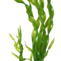 Akvaariokasvi Vallisneria