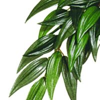 Terraariokasvi Exoterra Ruscus silkkikasvi