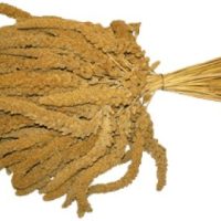 Hirssintähkä häkkilinnuille