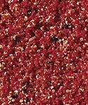 Väriruoka häkkilinnuille karotenoidit vahvistavat höyhenpeitteen punaista väriä erityisesti kanarialinnuilla