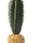 Terraariokasvit Exoterra Saguaro Cactus