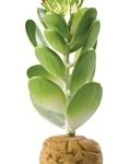 Tekokasvi terraarioon Exoterra Jade Cactus