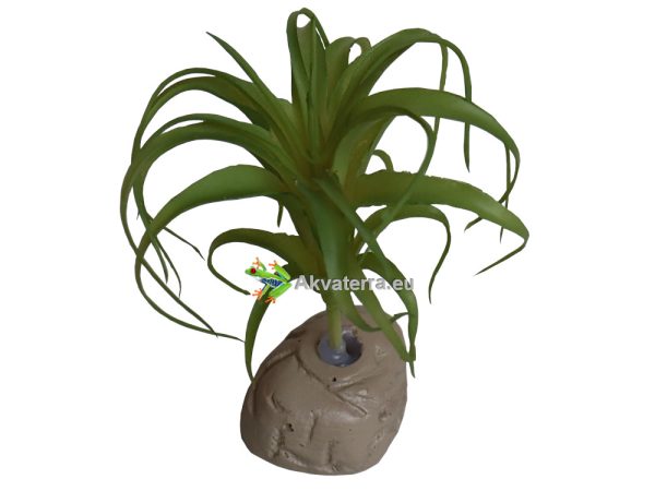 Terraariokasvi Tillandsia.