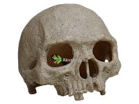 Terraarion sisustus Primate Skull.