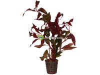 Alternanthera cardinalis - Papukaijalehti