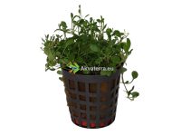 Glossostigma elatinoides – Kääpiökieli