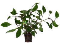 Hygrophila corymbosa - Jättivesitähdikki