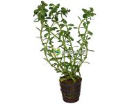 Rotala indica - Rotala