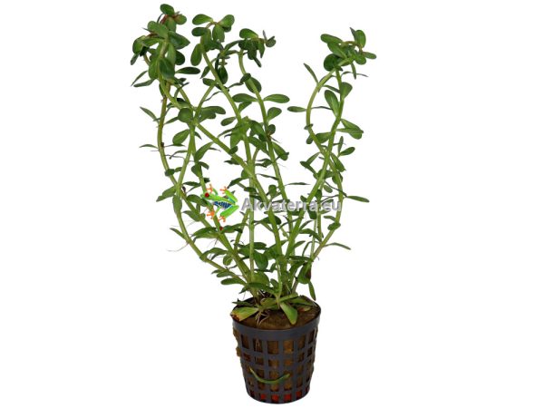 Rotala indica - Rotala