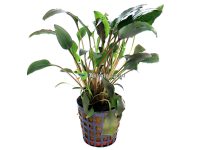 Cryptocoryne walkeri – Melalehti