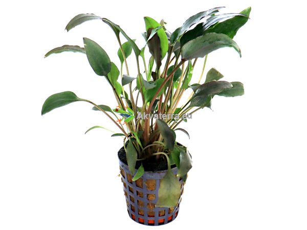 Cryptocoryne walkeri – Melalehti