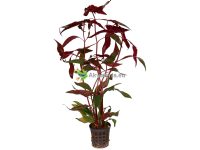 Alternanthera cardinalis “Variegata” - Papukaijalehti
