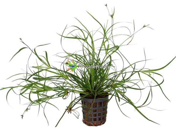 Juncus repens - Vihvilä