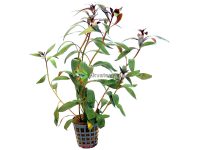 Ludwigia peruviana – Rusolehti
