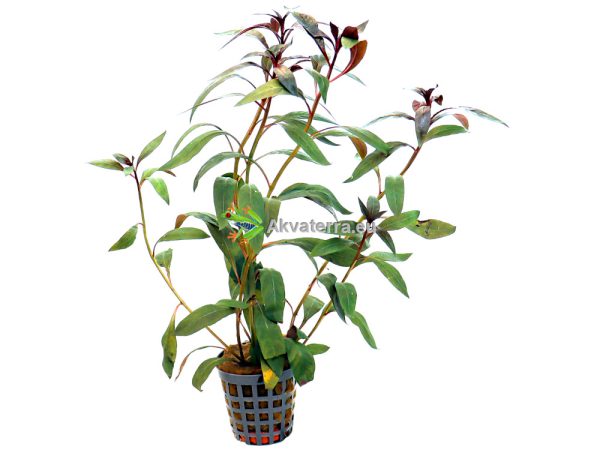 Ludwigia peruviana – Rusolehti