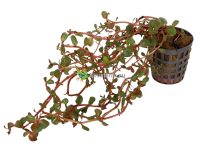 Rotala sp. “Orange Juice” - Rotala