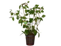 Ludwigia palustris “Red” - Rusolehti