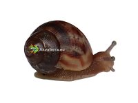 Achatina fulica - Jättiläiskotilo