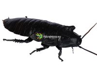 Gromphadorhina portentosa – Madagasgarin sihisevä torakka
