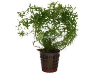 Rotala wallichii - Rotala