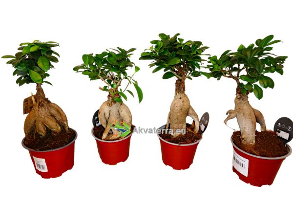 Ficus microcarpa “Ginseng” - Varjoviikuna Bonsai P12 - Image 2