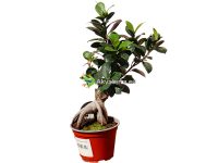 Ficus microcarpa “Ginseng” - Varjoviikuna Bonsai P12