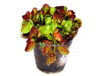 Cephalotus follicularis - Australian kannukasvi