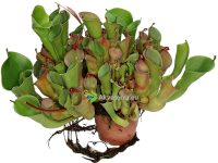 Heliamphora heterodoxa x minor - Aurinkokannu (30cm)