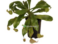 Nepenthes hookeriana - Kannukasvi