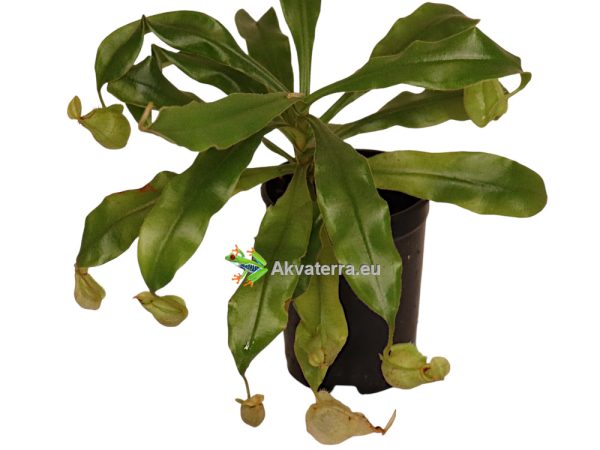 Nepenthes hookeriana - Kannukasvi