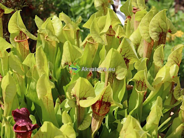 Sarracenia xcatesbaei - Tötterölehti (35cm) - Image 2
