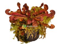 Sarracenia psittagina - Tötterölehti