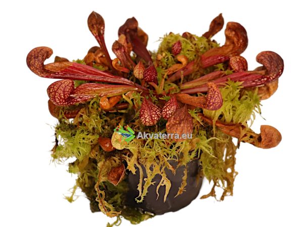 Sarracenia psittagina - Tötterölehti