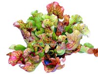 Sarracenia purpurea venosa - Tötterölehti (30cm)