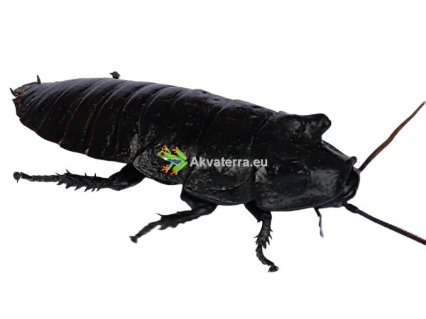 Gromphadorhina portentosa – Madagaskarin sihisevä torakka
