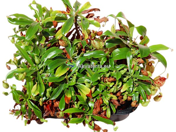 Nepenthes hookeriana - Kannukasvi - Image 2