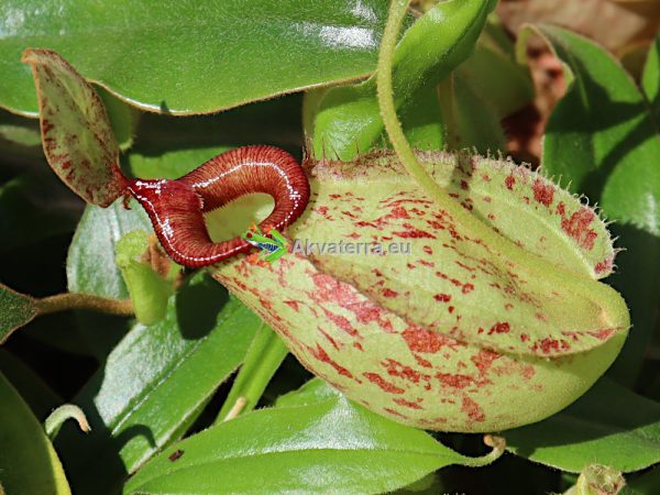 Nepenthes hookeriana - Kannukasvi - Image 3