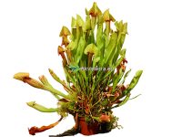 Sarracenia xcatesbaei - Tötterölehti (35cm)