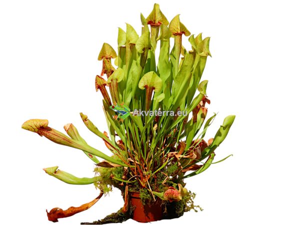 Sarracenia xcatesbaei - Tötterölehti (35cm)