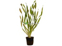 Akvaariokasvit kierteisvallisneria.