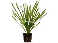 Akvaariokasvi Vallisneria.